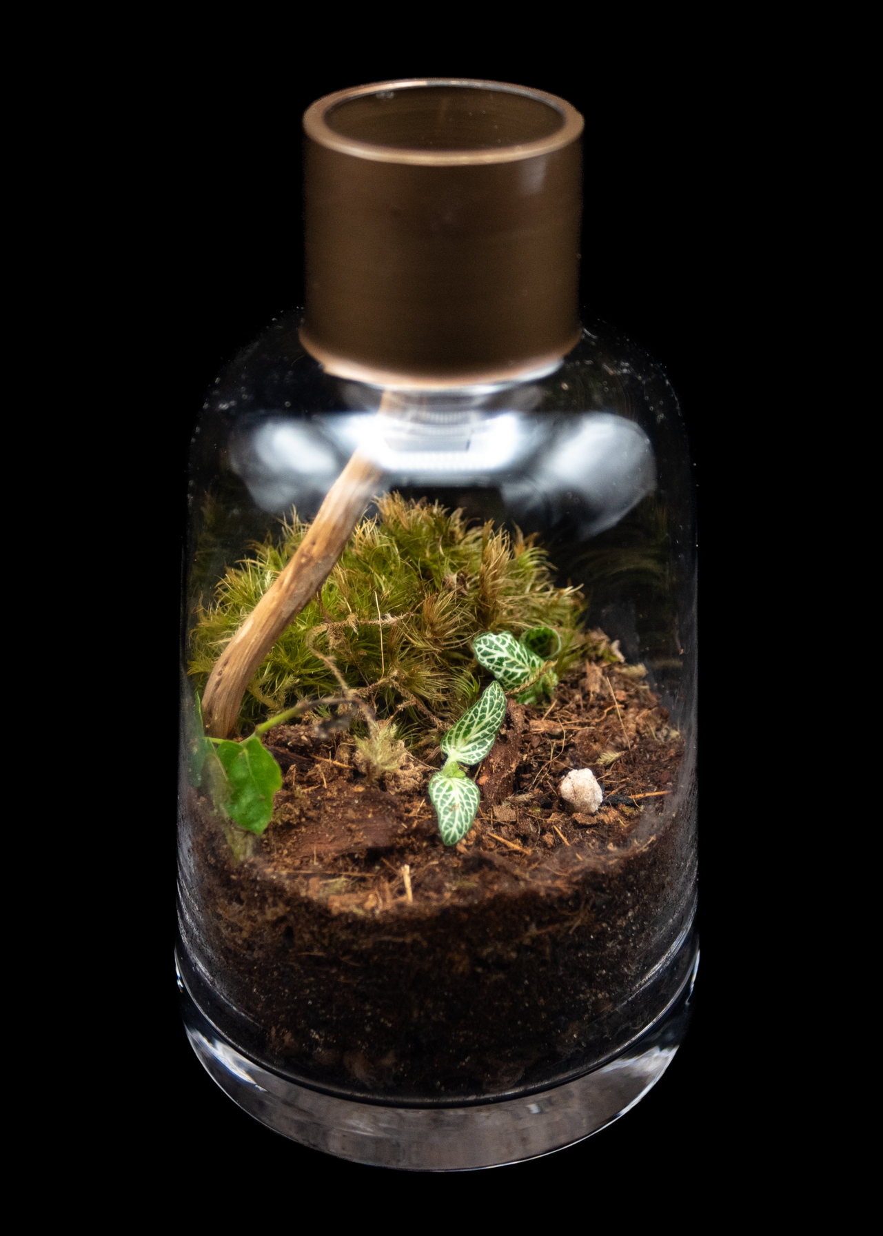 Edge of the Woods product image 2