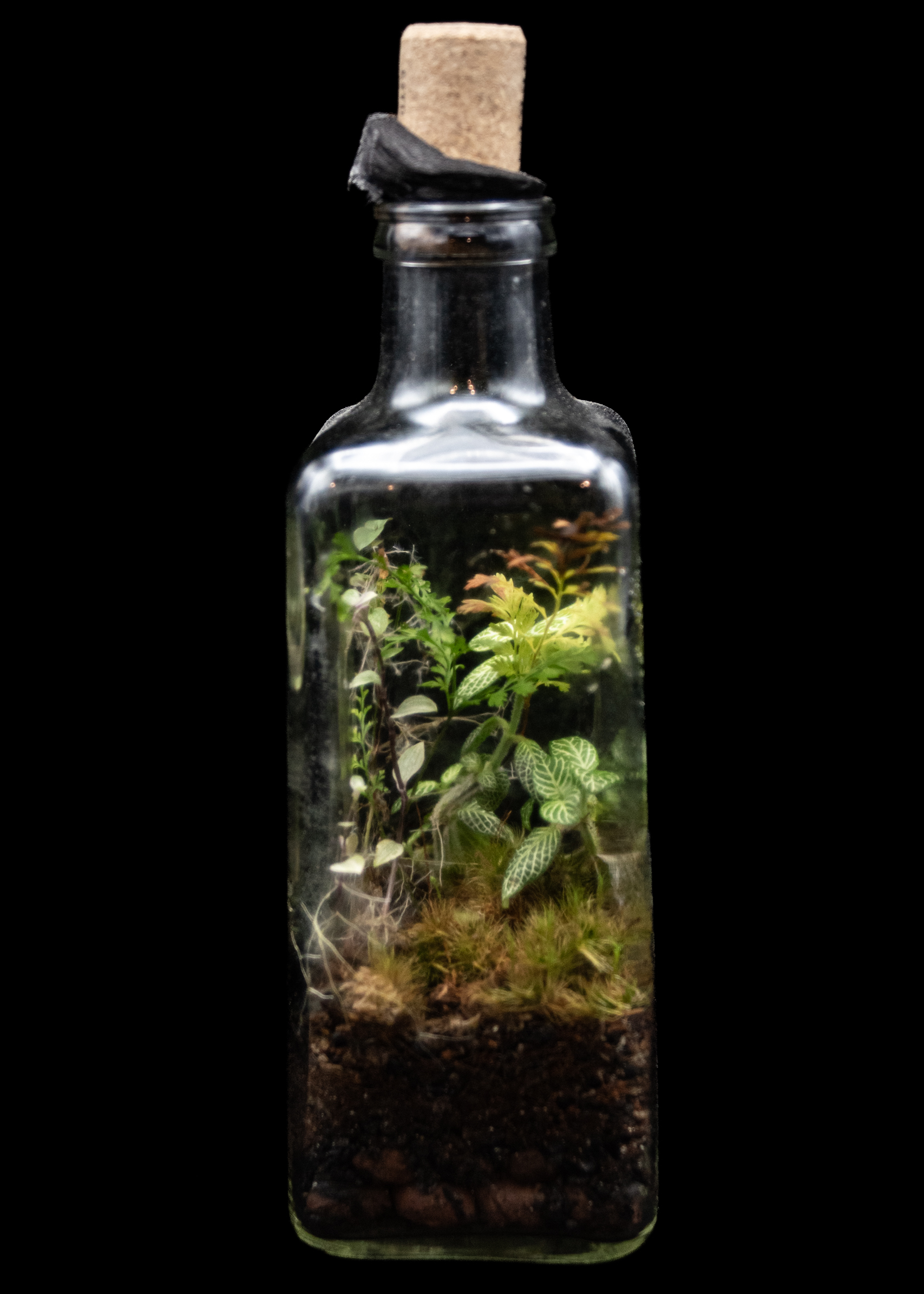 Bottled Grove