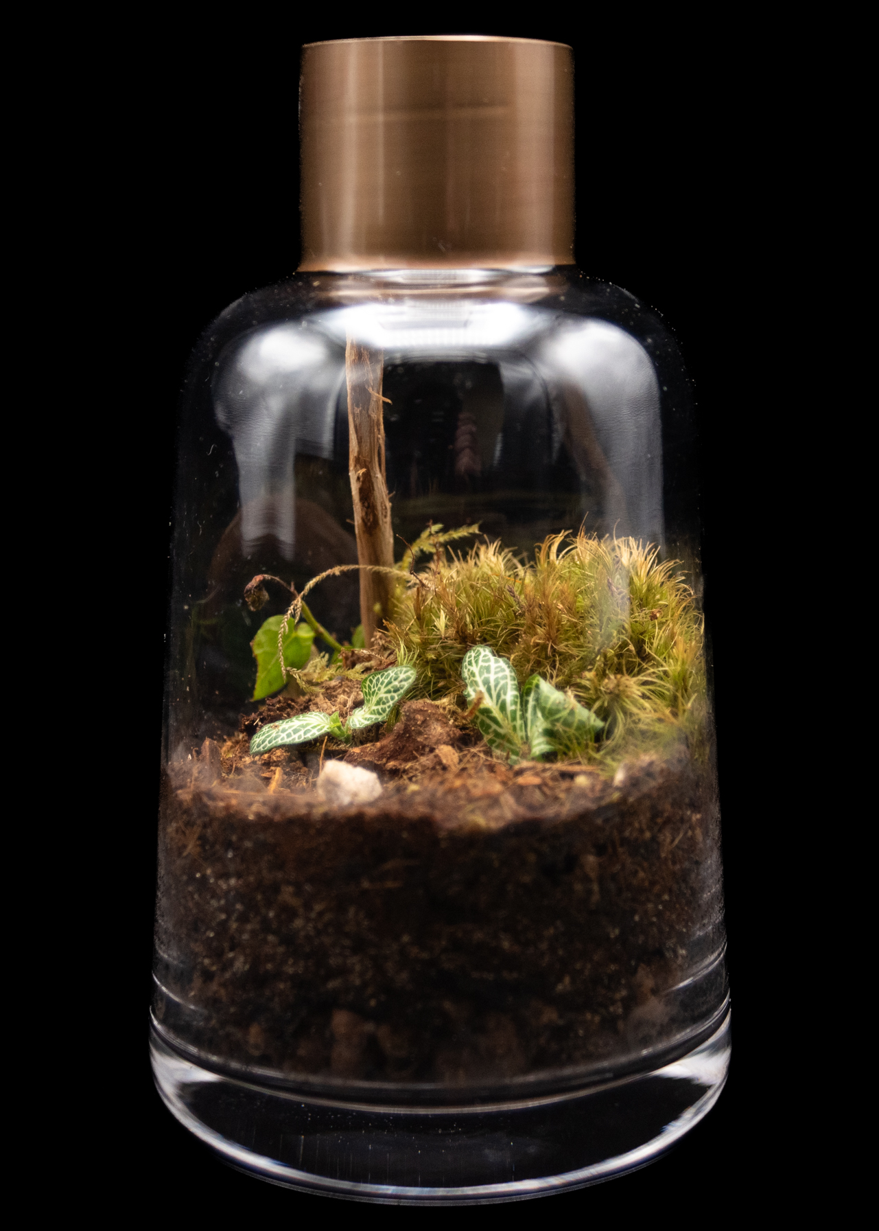 Edge of the Woods product image 3