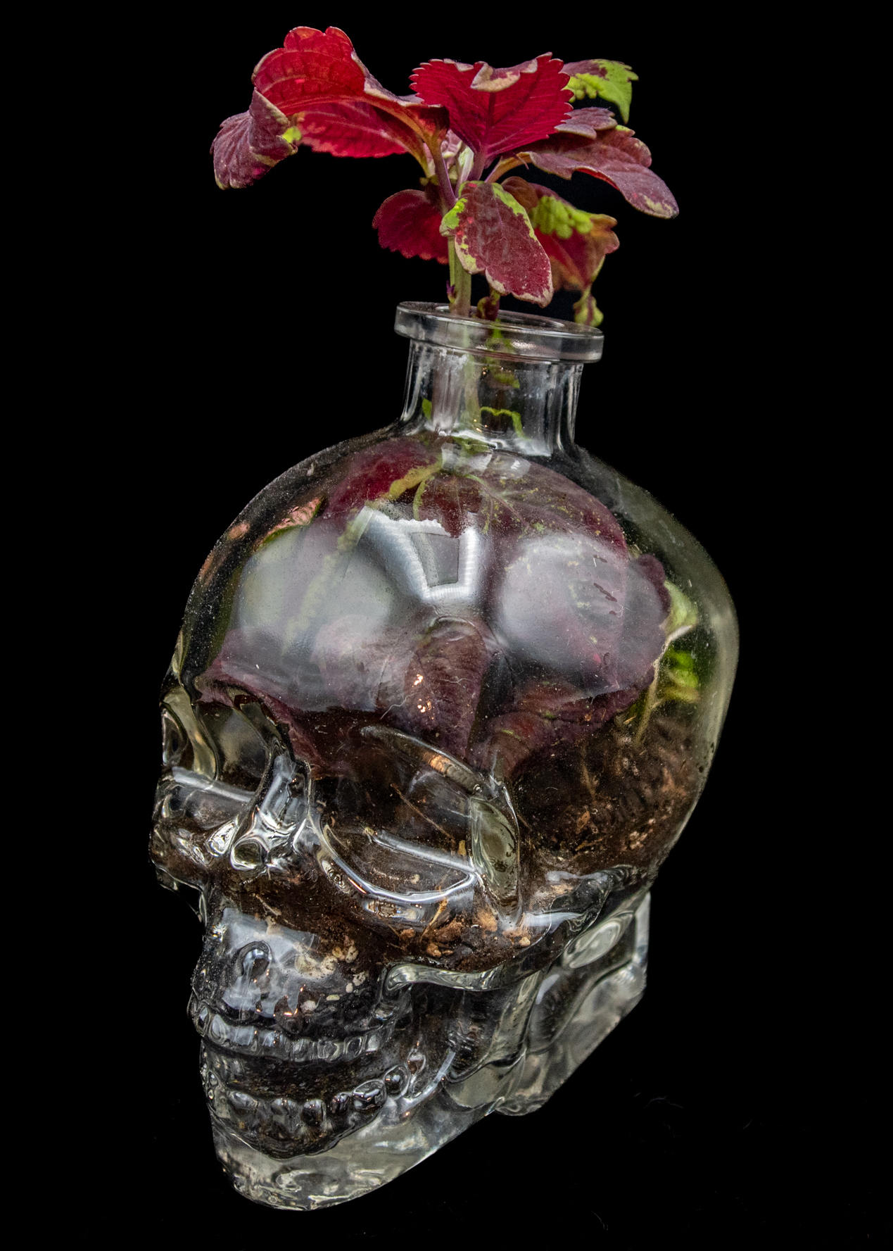 New Life product image 3