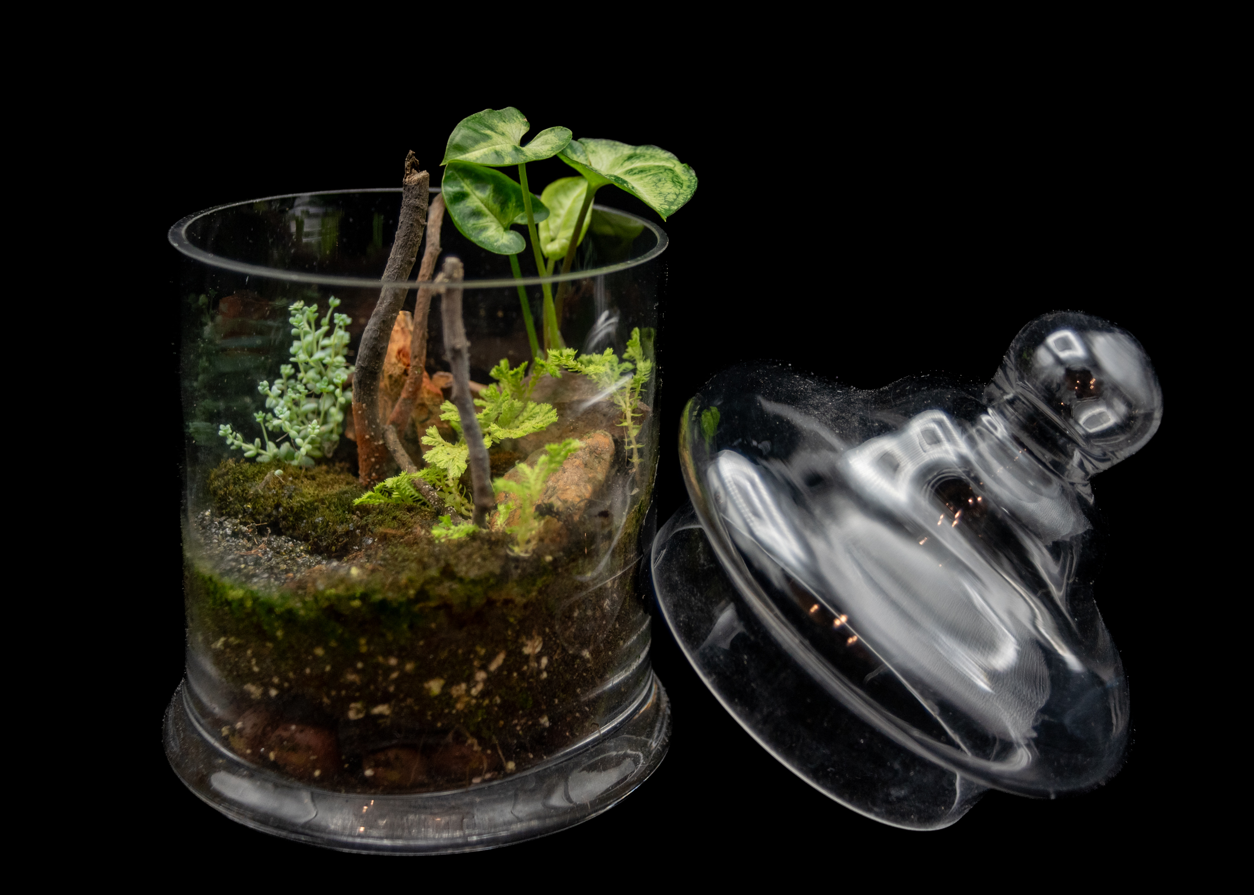 Little Thicket product image 1