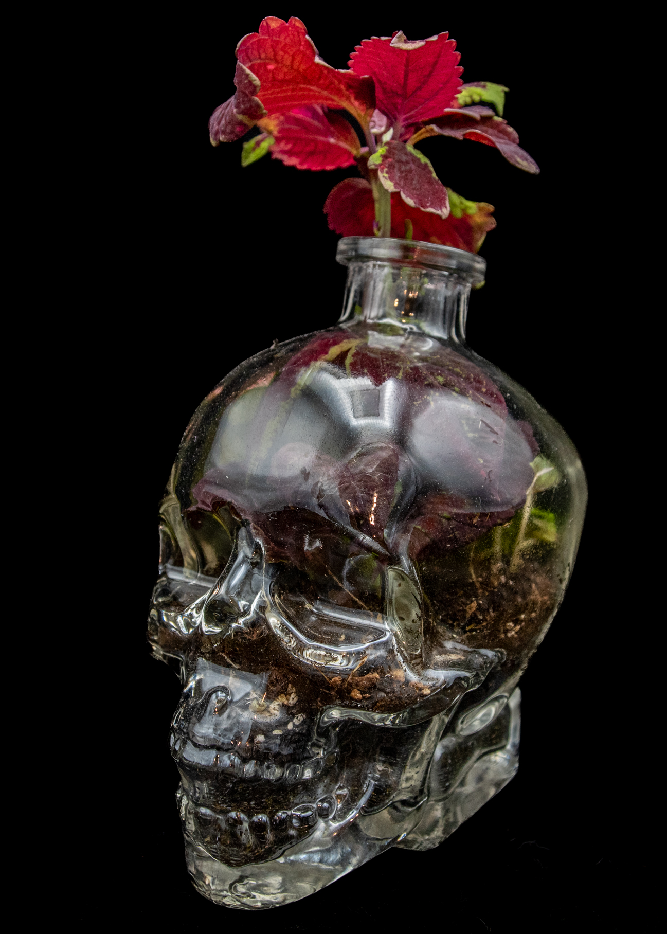 New Life product image 4