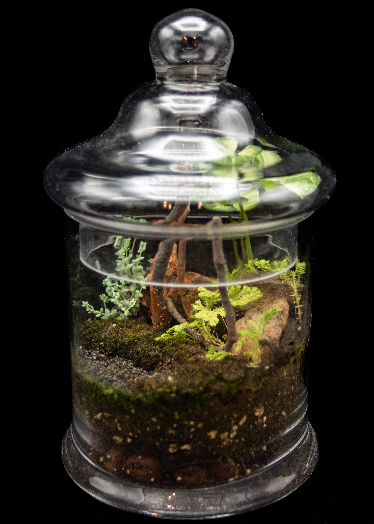 Little Thicket product image 3