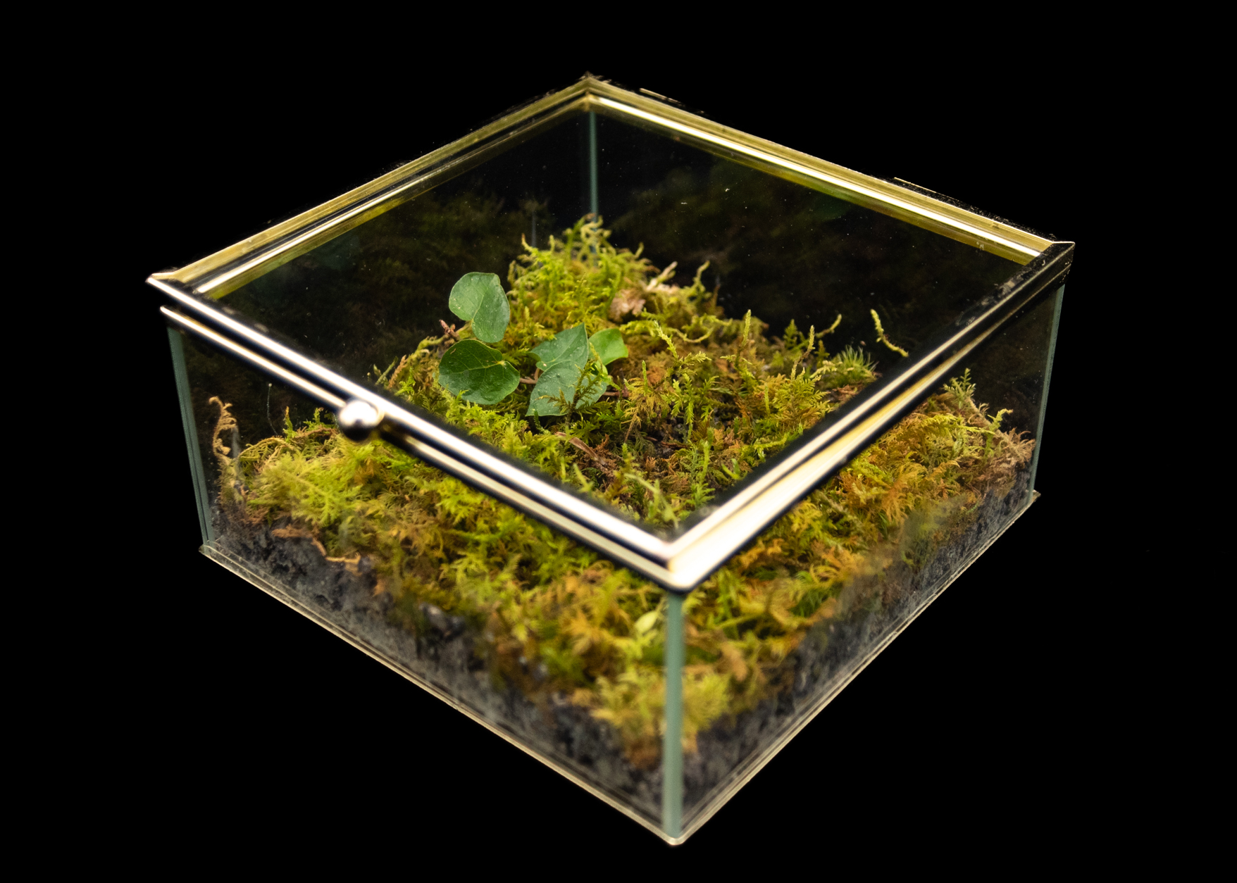 Forest Fragment product image 2