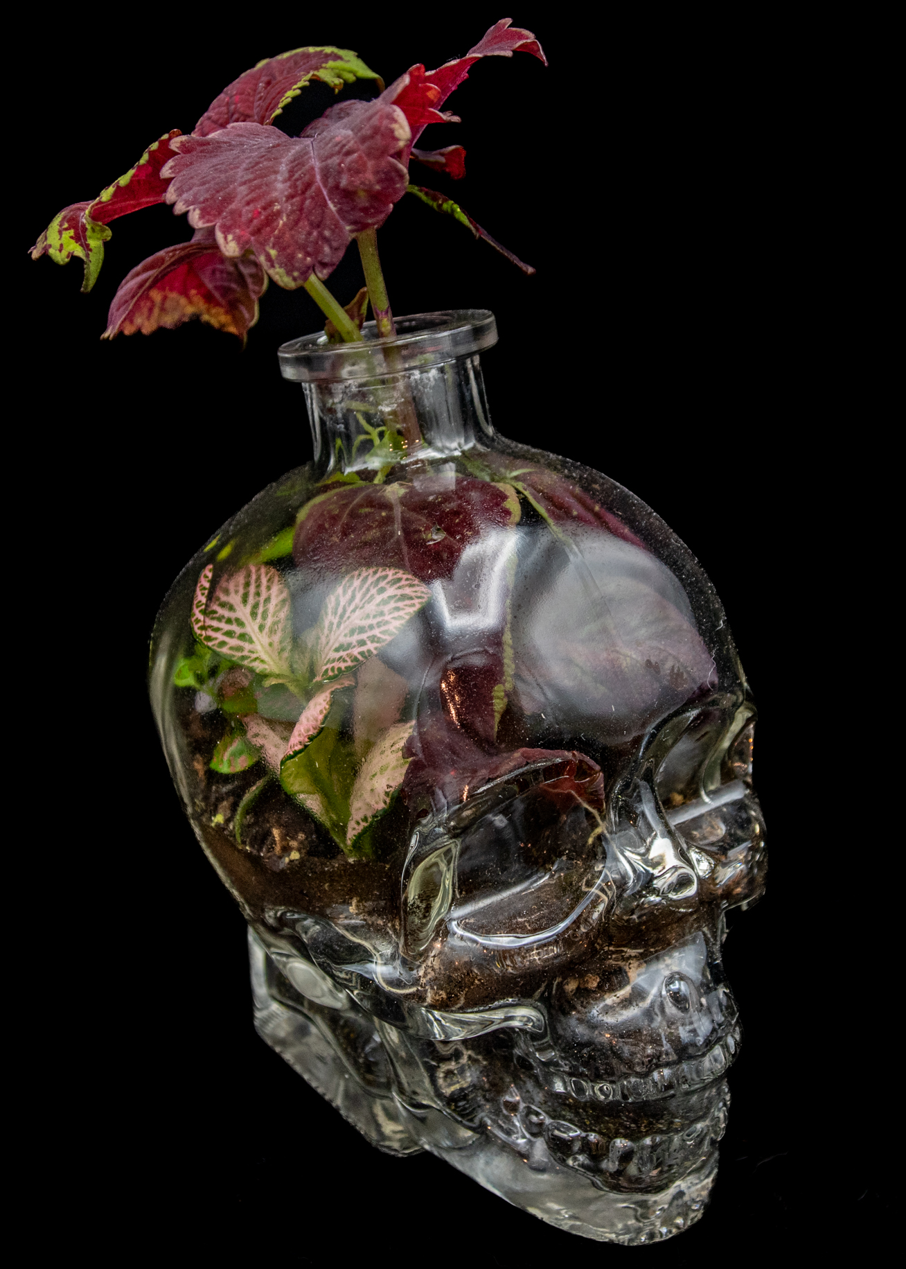 New Life product image 2