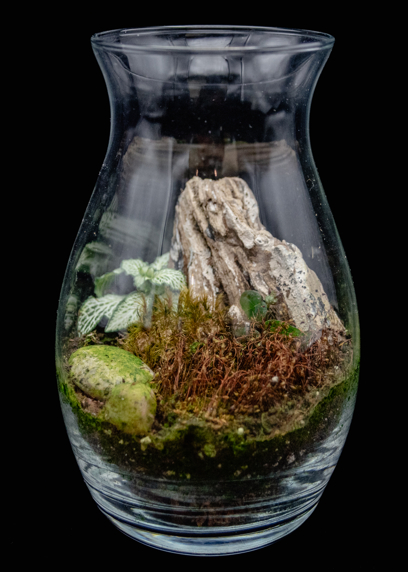 Driftwood and Moss