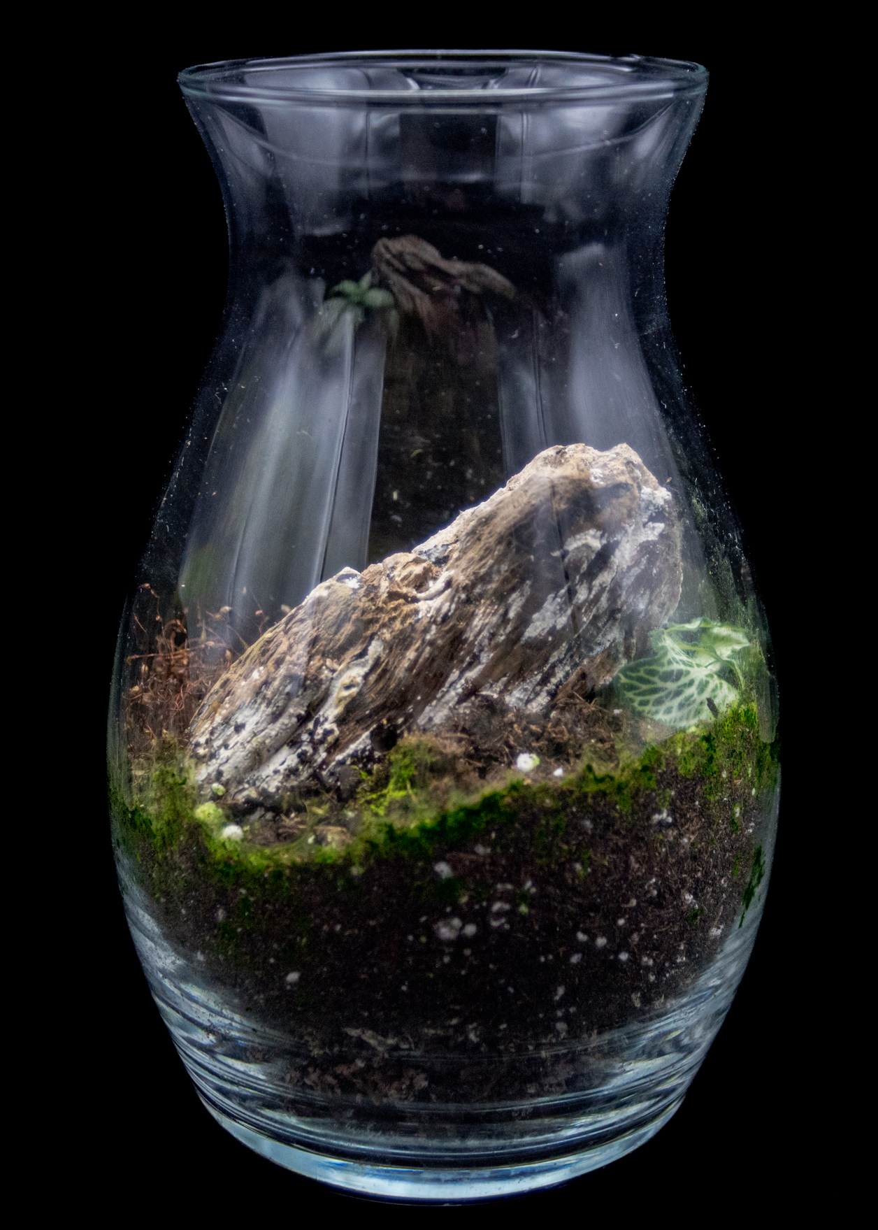 Driftwood and Moss