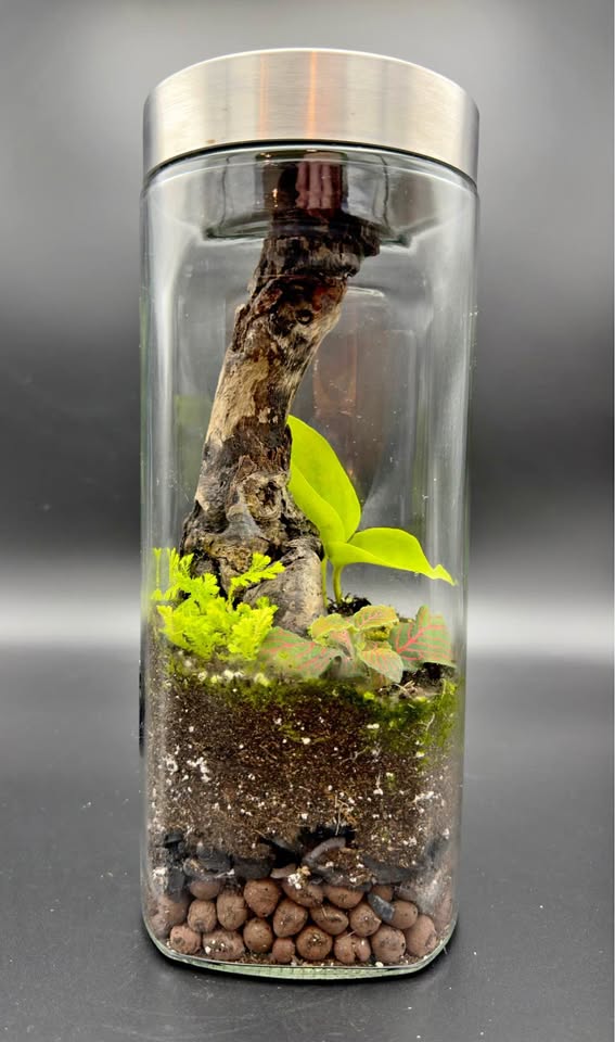 Forest Terrarium